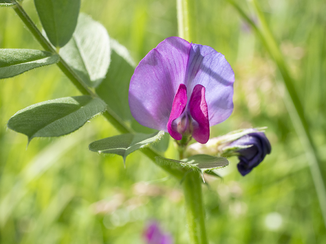 IMAGES\Wikke (Vicia Sativa)\P1280102.jpg